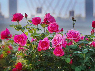 不同颜色玫瑰花的花语是什么？