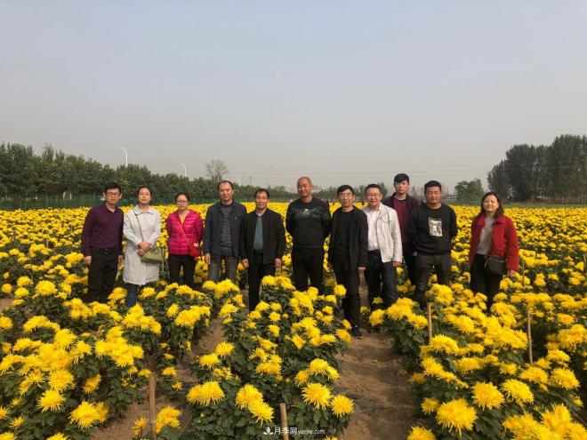 河南省农科院研究团队打造标准化菊花种植基地(图3)