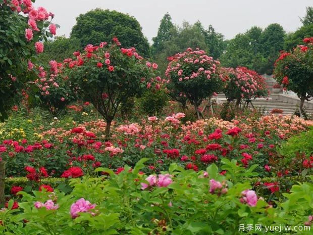 月季名园：杭州花圃月季园(莳花广场)(图1)