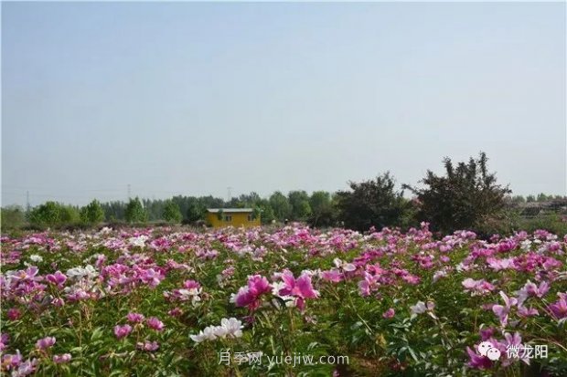 山东滕州：龙阳镇五月的花卉，开遍了原野(图3)