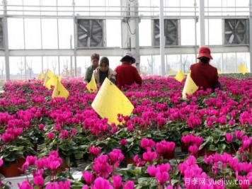 扬州高邮：每天发货30万株，花工厂绽放乡村振兴致富花