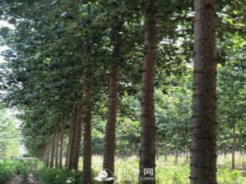 河南周口：培育出不飞絮的杨树新品种