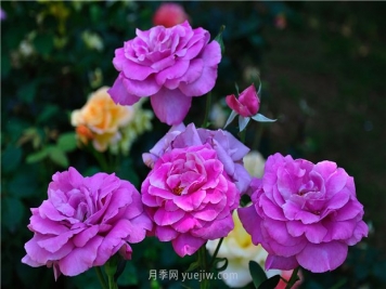 南昌滨江月季园，带你去看天下风流的江西月季花