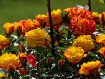 安阳市滑县森林公园月季花开放，赏花打卡正当时