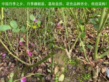 上海龙凤419：月季裸根苗的选购、栽植、肥水、养护技术大全