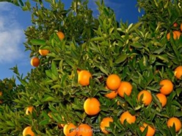 橘子树的养护技巧