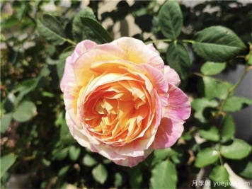 100种玫瑰花的名字，来了解下不同颜色的品种月季