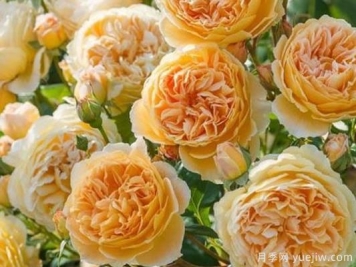 大花香水月季的养护方法，分享10种花香飘满屋
