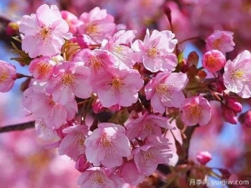 园林绿化中常见的樱花品种主要有哪些？
