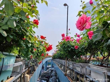 1.2万株月季盛开，南昌八一桥景观花廊拥抱春景