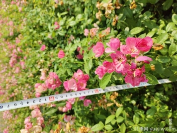 安吉拉月季盆栽苗，60厘米高基地发货