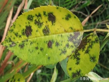 深秋天季节月季出现斑点的病害原因与防治