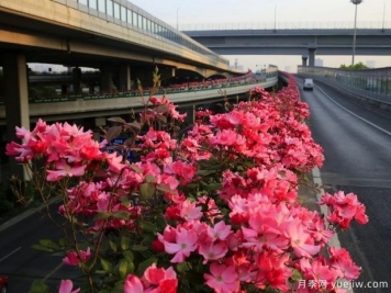 30万株新品种，杭州高架月季会带来什么样的惊喜？