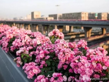 杭州高架月季实现定期开花，是如何进行花期调控的？