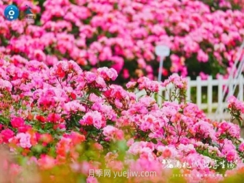2024年第二届杭州市月季花展举办，赏500万株月季