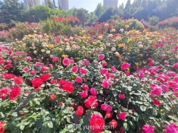 郑州月季公园40万株月季竞相绽放，感受花漾生活