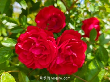 月季红木香爆花机器，花艳丽花量大花期长