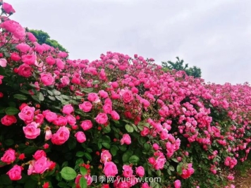 上海放鹤谷无门票，30万朵200多种月季开成了花海