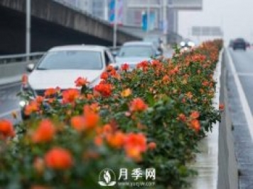 月季花期可调控，看武汉10月中旬月季花艳丽开放