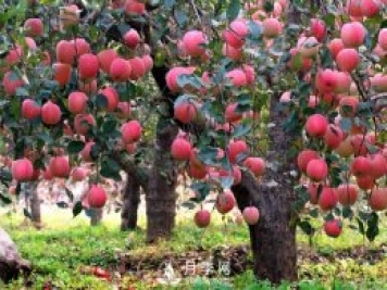 什么是果树的枝干比、枝叶比、叶果比和产出比？