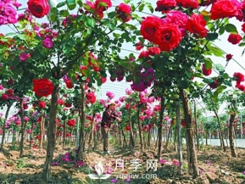 新品“月季树”为北京市花添色彩，居然引种自南阳内乡