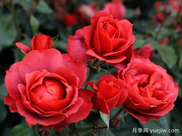 21朵玫瑰：不只是浪漫，还藏着这些深意