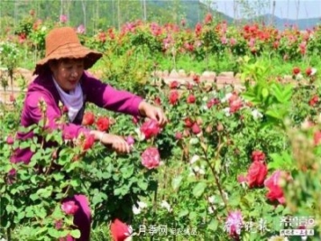 山东淄博沂源60亩月季花竞放，美丽产业助推特色乡村旅游
