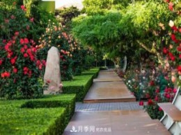 秦皇岛适合养月季花，市花和市树是什么