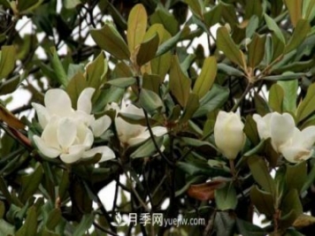 南召广玉兰树种植方法，适合种植在家里吗