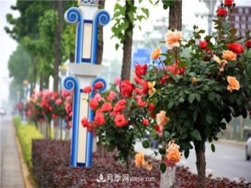 河北北京天津树状月季成风景线，四季应该怎么养护？