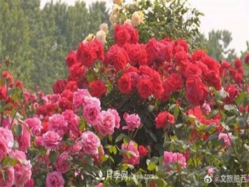 肥西县三河镇百亩树状月季园：花开正艳，产业增收